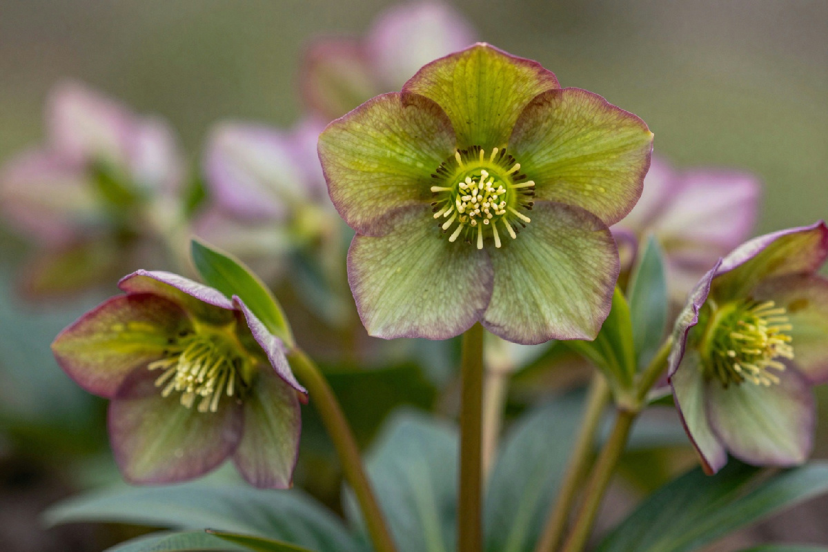 Quando concimare l'elleboro per una fioritura invernale che incanta: guida pratica per il tuo giardino