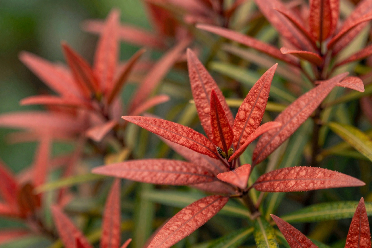 Skimmia, la pianta che non fa bacche rosse: perché la varietà maschile è fondamentale nel tuo giardino