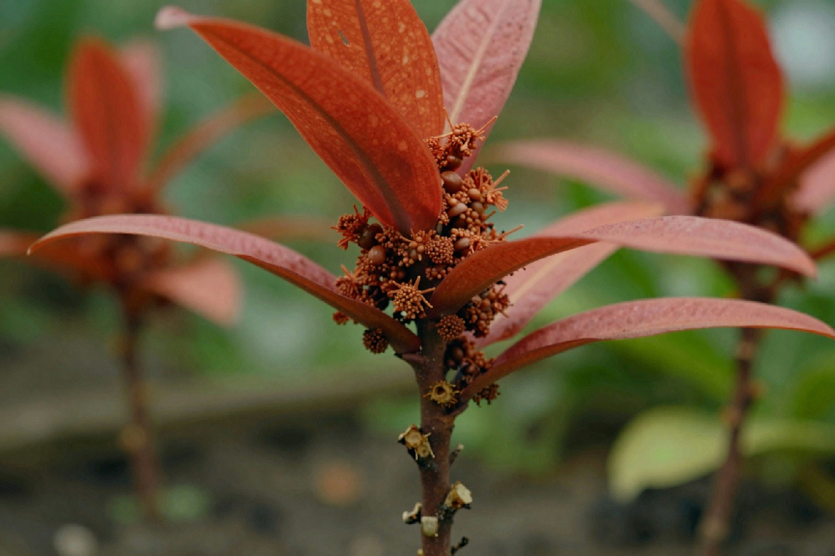 Apperia: la nuova frontiera del giardinaggio con la talea di apteina cordifolia per un successo garantito